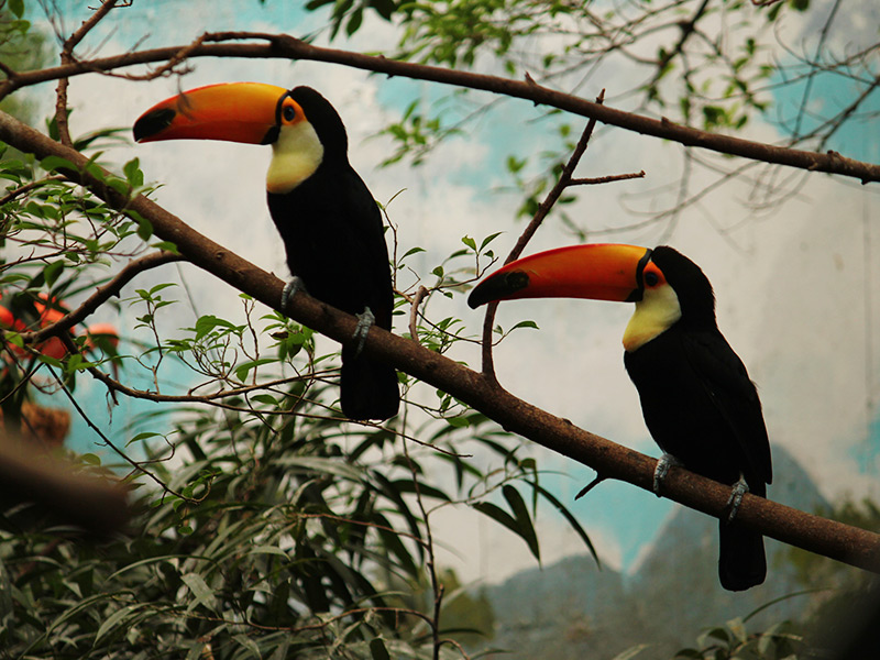 Faunia Madrid Call me back service